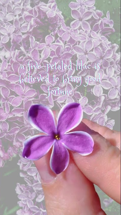 Magic and Power of the flower  | The Lilac