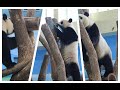 20231215 冬筍高放幾掉光 圓寶上下奔波忙(午餐) Giant Panda Yuan Bao