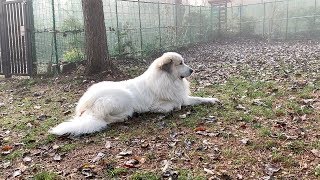 霧の朝のアラン　Great Pyrenees　グレートピレニーズ