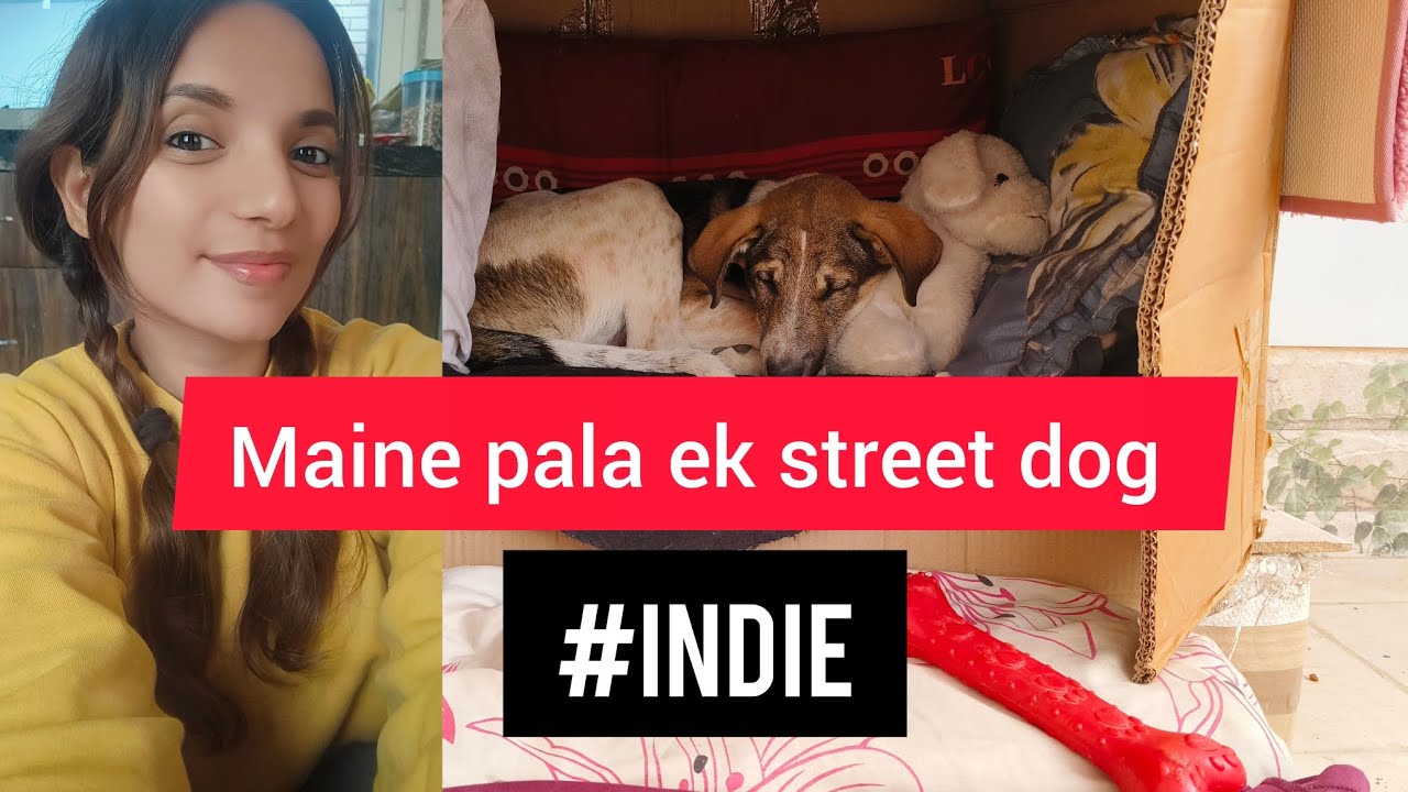 मैंने पाला एक स्ट्रीट डॉग Training a street dog 