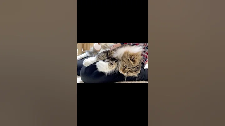 Watch the video about [Short] 😻Scottish Fold kitten being brushed on sister's lap. Elle video No.S348