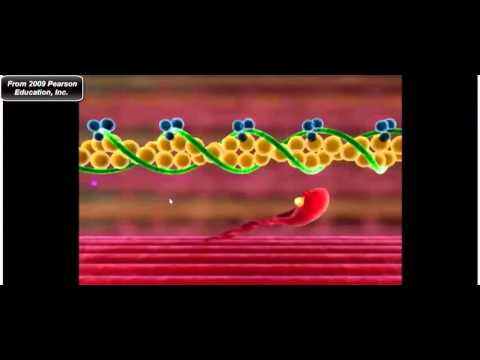 Muscle Physiology: Troponin, Tropomyosin, and Myosin Cross-Bridge Cycle