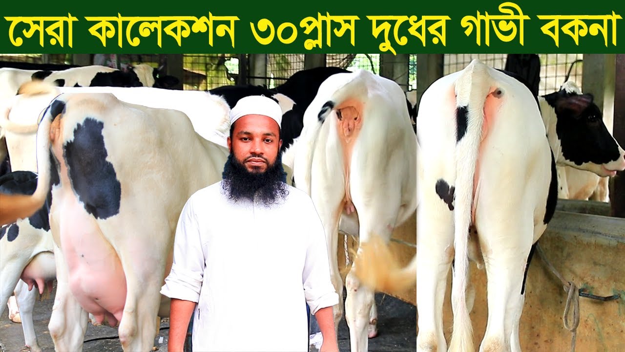 বছরের সেরা কালেকশন ৩০প্লাস দুধের গাভী বকনা dairy farm