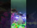 Aquarium 🪸🐢 fish 🐠🐟#shortvideo #ytshorts #foodie #short