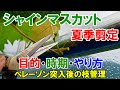シャインマスカットの夏季剪定 ベレーゾン期突入後の枝管理 目的・時期・やり方を実演解説