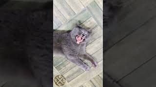 #НЕмузыкальный Тупо смешно (by D.Stiwen) кот отрыжка / отрыжка / прикольные животные / тупо и смешно