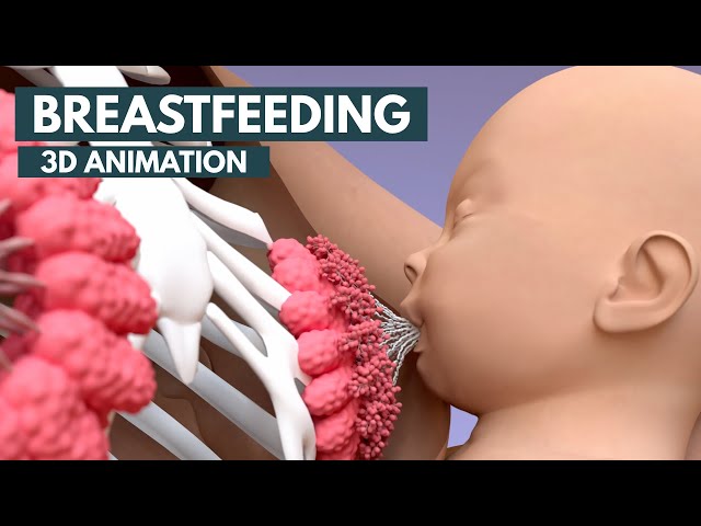 Breastfeeding | 3D Animation class=