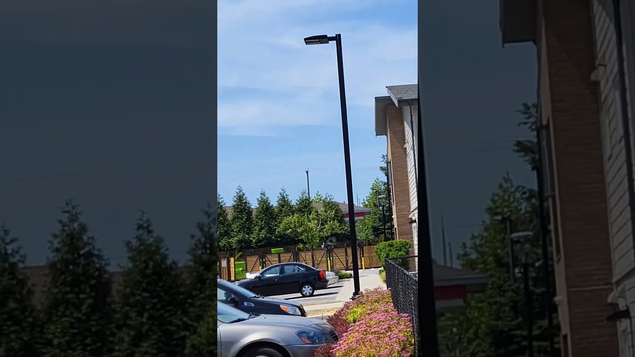 This crow almost stole her baby bunny