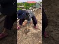 Perfect Bamboo Hole in Seconds | Smart Farming Hack#shortsfeed #shorts