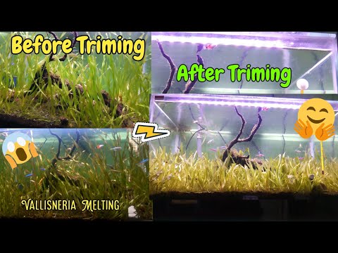 Video: Spiral Ng Vallisneria