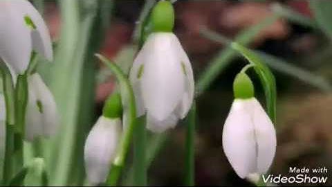 سورة القارعة الشيخ محمد المحيسني