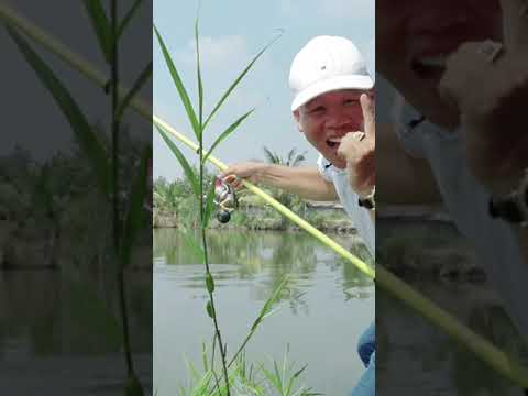 Hình Thức Câu Cá Nơi Nào Cũng Có #Shorts