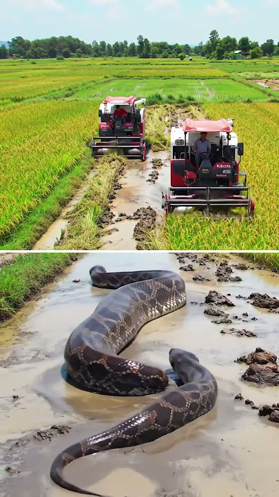 #Kubota #Snake #RiceHarvester  #Anaconda#SnakeVsMachine  #HarvestSeason  #KubotaPower