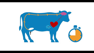 BouMatic Optimal Udder Preparation in a Milking Robot (English)