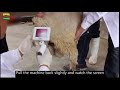 SHEEP artificial insemination AI gun visual endoscope sperm gun veterinarians accurate conception