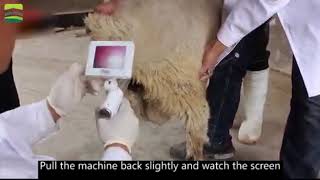 SHEEP artificial insemination AI gun visual endoscope sperm gun veterinarians accurate conception