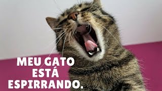 Meu gato está espirrando! O que fazer?