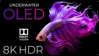 “Exotic Tropical Fish Swimming in Deep Ocean | Ultra HD 8K”