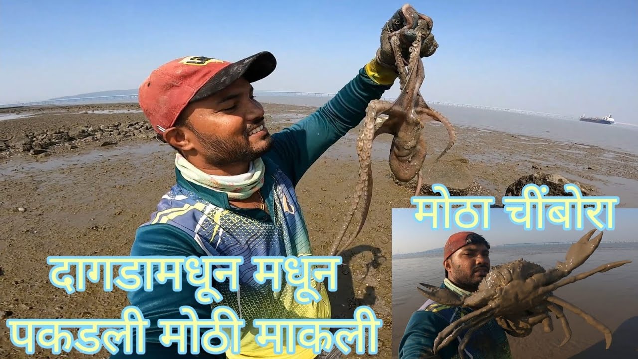 दगडाच्या फटीमधून पकडल्या मोठ्या माकल्या आणि भालावर भेटला मोठा चिंबोरा | Octopus hunting | big crab