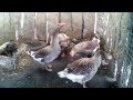Cría de gansos, nacemento parte1. Breeding goose , birth part 1