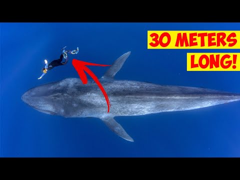 Top 10 Largest Animals Of All Time