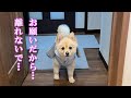 息子なしでは生きていけないポメラニアンのポメくん