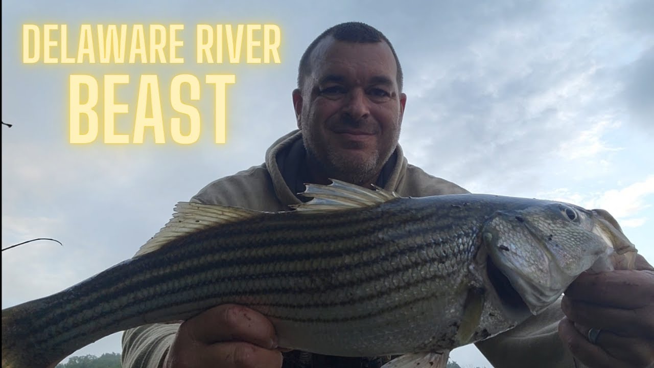 Summer Delaware River Fishing (Striped Bass * Smallmouth Bass * July 2023)  