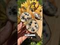 Ты ел КЛОНИРОВАННЫЙ банан и не знал об этом 😳🍌 #бананы #факты #интересно