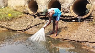 Amazing Cast Net Fishing Skill Catch Giant Net Fishing Village Video Woow Amazing Millionaire
