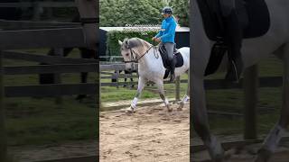 POV: showjumpers when they have to ride in dressage tack #horse #equestrianrider #equestrian