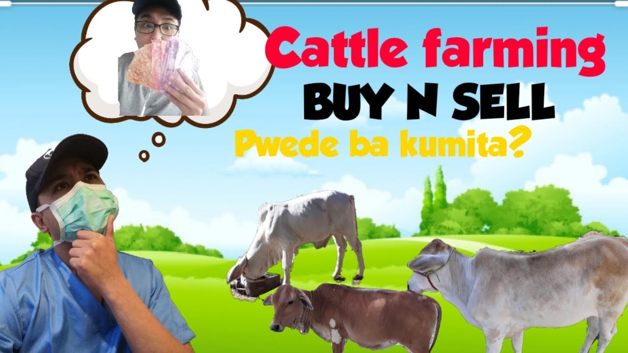 Cattle farming philippines