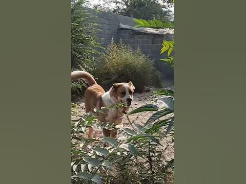 Танк молодой супер тяж сын дизель внук красного Аждара по матери ...