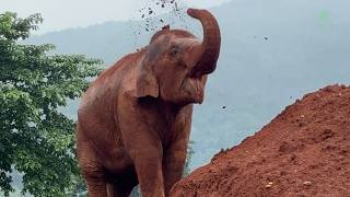 Baby Elephant Wan Mai’s Fun Day on the Red Earth Hill - ElephantNews screenshot 5