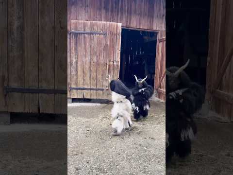 Kinderkrampuslauf 2024 -