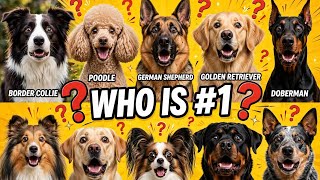10 Most Intelligent Dog Breeds in the World 🧠🐕 | #1 Will Surprise You! 