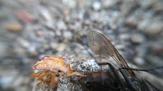 Green Stink Bug nymph murdering a fly