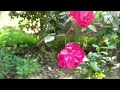  garden overview by pk blogsyoutube.s blog gardening garden