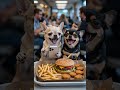 Chihuahuas Laughing at Fast Food — Too Cute to Handle! #Dogs #Funny #Viral