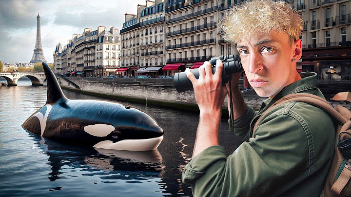 Le mystère de l'orque bloquée dans la Seine à Paris.