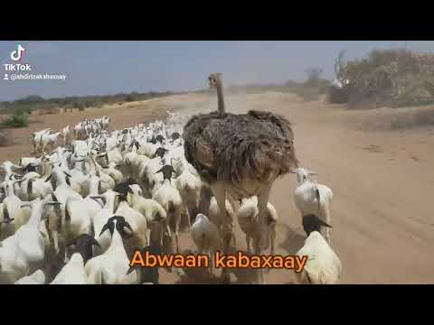 Gorayadi Lacarbiyay Ee Ariga Raacday Iyo Arin Yaab Leh