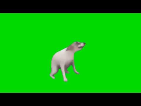 Dancing Dog Green Screen