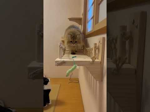 【Ojo Dibandingke】かわいいペルシャ猫【吊り橋を渡る♪】