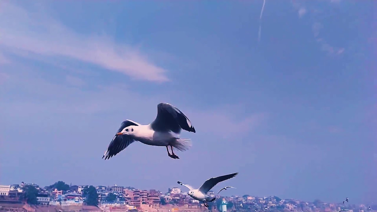 Beautiful creature of god