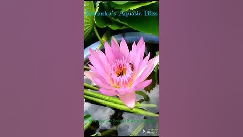 Thumbnail of Nurturing The Beauty Of Water and Life  | .....Hydora's Haven