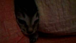 Mei Li - My Chinese Cat