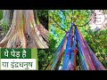 Rainbow Eucalyptus Explaind in Hindi || इंद्रधनुष के रंग वाला अद्भुत पेड़ @KaunPraveenSharma