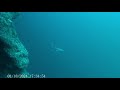 Shark encounter scuba diving Great Blue Hole