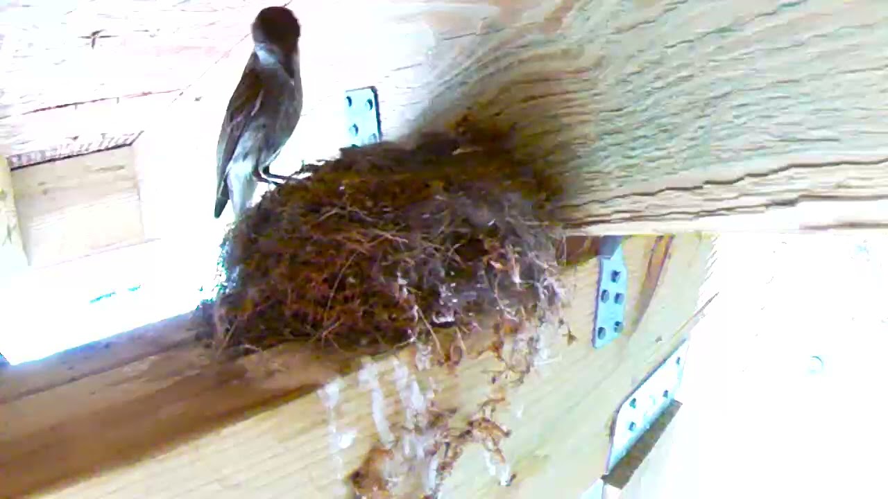 Hatchling baby eastern phoebe bird crying for food and mama bird feeds it so cute