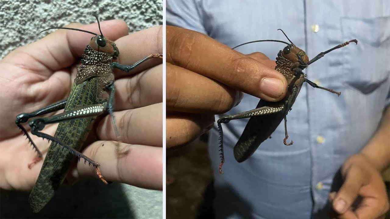 Chapulín gigante no representa peligro para la población y los cultivos ...