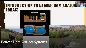 Beaver Dam Analog Systems